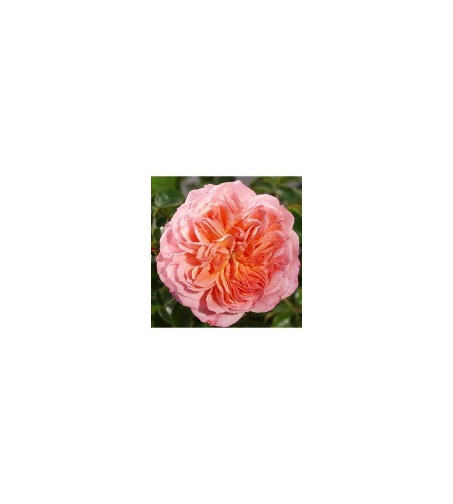 Rose Pirouette - Slyngrose Courtyard Rambler / Barrods.