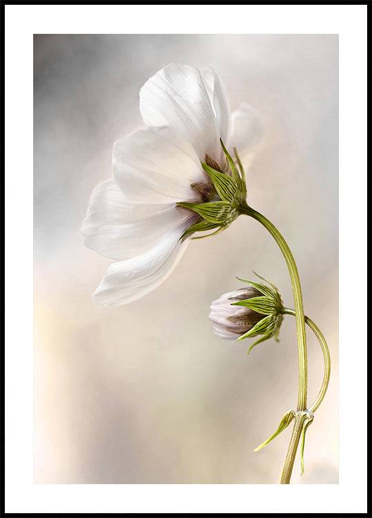Heavenly Cosmos (50x70cm) - Plakater > Fotografiska Posters, Vår Posters, Botaniska Posters, Natur Posters
