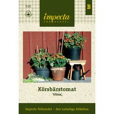 Körsbärstomat Vilma