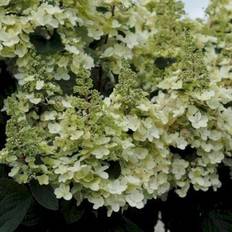 Syrén-Hortensia 'Pinky-Winky' ®