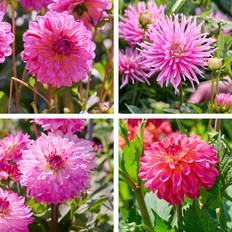 Dahlia mix 'Pink mix' - 5 knolde - Lyserød Dahlia Mix