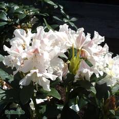 Rhododendron 'Cunningham's White' co 30-40cm 1-pack