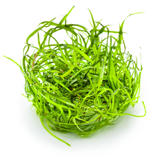 1-2 Grow-Tropica Sagittaria subulata 'Needle Leaf'