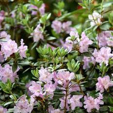 Dværgrhododendron (Rhododendron 'Lavendula') 15-25 cm