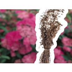 SPIRAEA BUM. 'ANTHONY WATERER' 1/2 30-50 H