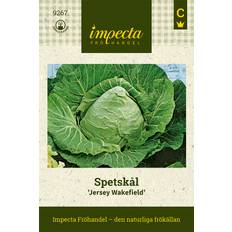 Spetskål Jersey Wakefield
