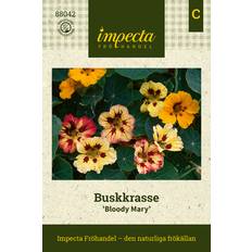 Krasse, Busk-, Bloody Mary