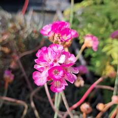 Engelsk Græs Rubrifolia - Armeria maritima Rubrifolia