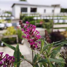 Sommerfuglebusk Butterfly Tower - Buddleja davidii Butterfly Tower