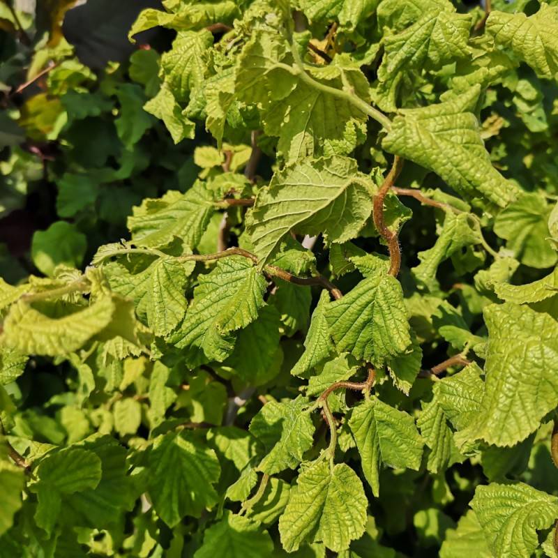 Proptrækker Troldhassel 30-60 cm. - Corylus avellana Scooter.