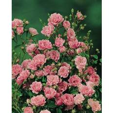 Polyantharos 'The Fairy' 5-p