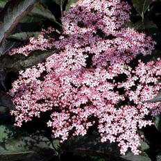 Hyld Rødbladet (Sambucus nigra 'Black Beauty') 50-80 cm XL