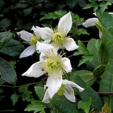 Gullklematis - Clematis tangutica Anita