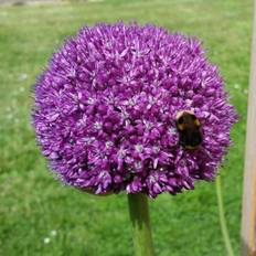 Allium / Prydløg &quot;Globemaster&quot; - Kæmpeprydløg. 33 kr/stk ved min 3 stk.