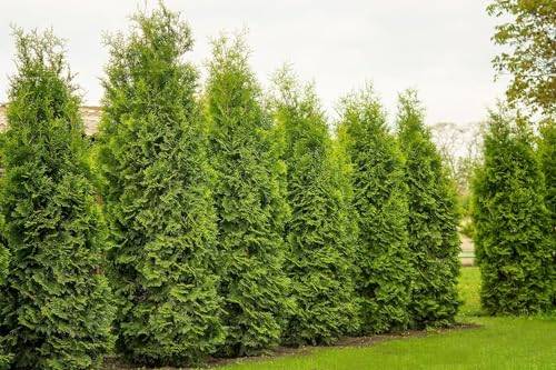10 Thuja Brabant 100-120cm XXL ohne Topf gemessen | Immergrüne Heckenpflanze schnellwachsend | Sichtschutz Lebensbaum winterhart | sofort pflanzbar