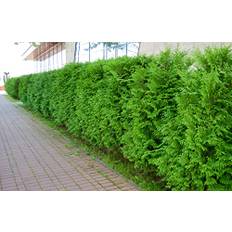 10 Thuja Brabant 80-100cm XXL ohne Topf gemessen frisch vom Feld Gartenhecke Heckenpflanzen Immergrüner Lebensbaum
