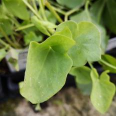Fransk syre - Rumex scutatu Silver Leaf