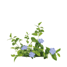 Vintergrøn, Vinca Minor