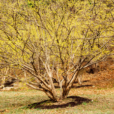 Kirsebærkornell (Cornus Officinalis Robin's Pride) 80-120 cm