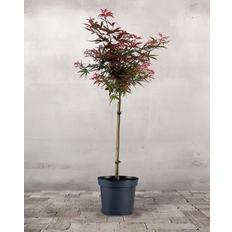 Japansk Løn, Acer palm. 'Shaina' - 90-100 cm