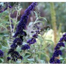 Sommerfuglebusk 'Empire Blue'