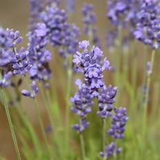 Lavendel (Lavandula angustifolia 'Essence purple') potte 9 cm