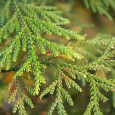 Kæmpethuja (Thuja plicata 'Atrovirens') 160-200 cm