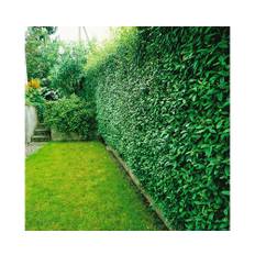 Liguster OMNIA GARDEN Ligustrum vulgare 30-50cm 200-pack