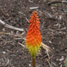 Raketblomst Creamsicle - Kniphofia hybrid Creamsicle