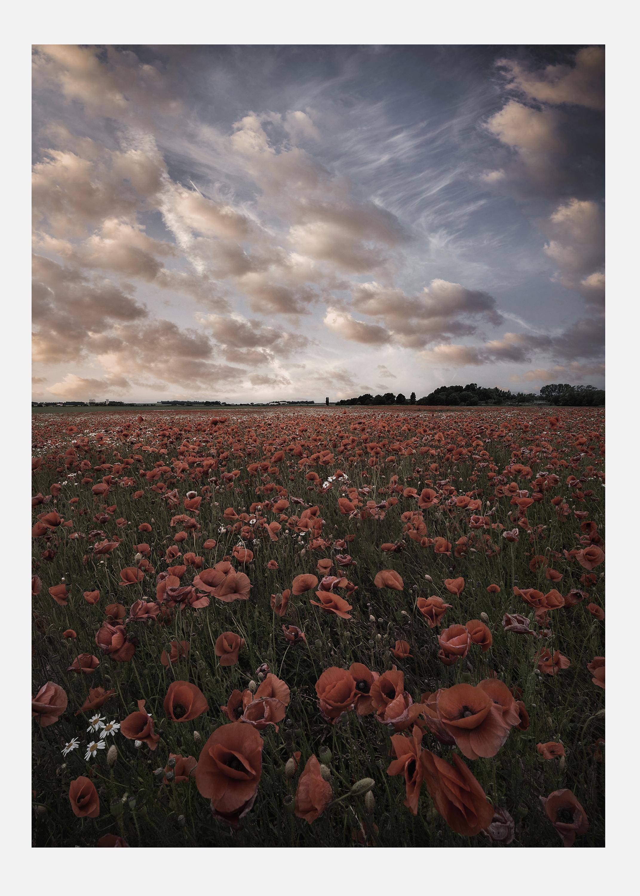 Poppy Field In Sweden Canvastavla (70x100 cm)