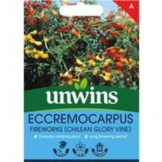 Unwins Eccremocarpus Fireworks