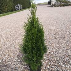 Thuja Smaragd 50-80 cm. - Thuja occidentalis Smaragd