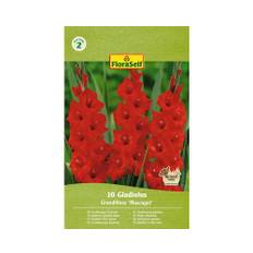 Blomsterlökar FLORASELF Gladiolus 'Mascagni' 10st
