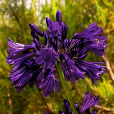 Skærmlilje (Agapanthus 'Black Jack') Potte 5L