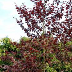 Rødbøg Hækplante (Fagus sylvatica 'Purpurea') 50-80 cm