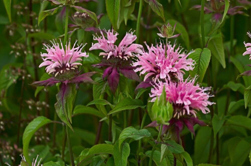 PERENN TEMYNTA COBHAM 6-PACK