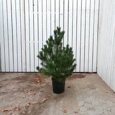 Pinus uncinata (Fransk Bjergfyr) - Salgshøjde: 60-80 cm 10 L Potte