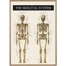 Skelettet 2 - 30x40 cm