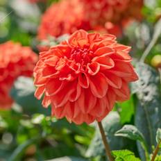 Dahlia 'Orange Nugget' - 1 knold - Orange dahlia, Dahlia knolde, Georginer, Sommerblomster, Blomster til haven