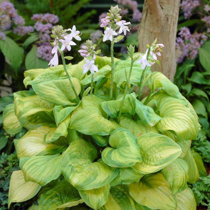 Doftfunkia - Hosta plantaginea Guacamole (Krukstorlek: 0,5-1L)