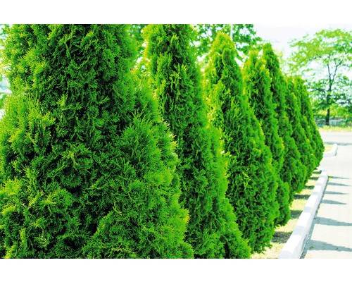 Tuja FLORASELF Thuja occidentalis 'Smaragd' 100-125cm Co 10L placerad i kruka