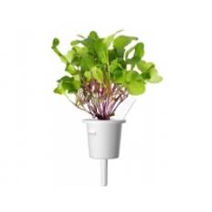Click And Grow Click & Grow Smart Refill Leaf Radish 3pcs