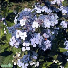 Purpurhortensia 'Bluebird' co 1-pack