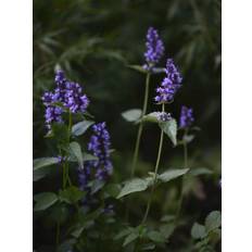 Anisört anisisop 'Blue Fortune'