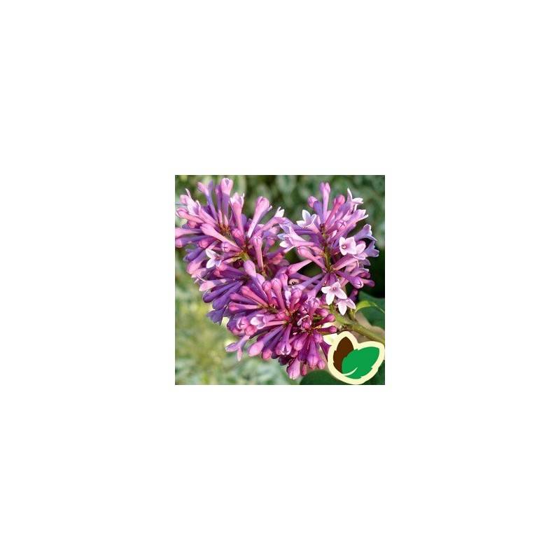 Canadisk Syren Redwine 40-70 cm. - Syringa prestoniae Redwine.
