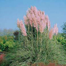 Cortaderia selloana 'Rosea', 2L, 4-pack