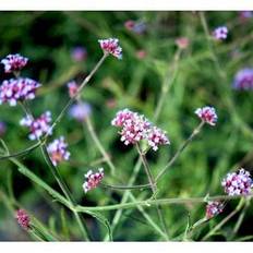 Kæmpe Verbena 'Lollipop'