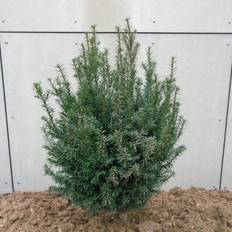 TAXUS BACCATA (Alm. Taks), Salgshøjde: 100-125 cm