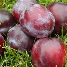 Blommetræ til krukke (Prunus domestica 'Opal')