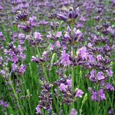 Lavendel (Lavandula angustifolia 'Dwarf Blue') Potte 9 cm
